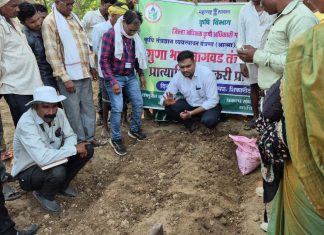कमी खर्चात अधिक उत्पादनाचा मंत्र; कोरचीत ‘सगुणा भात शेती तंत्रज्ञान’ प्रात्यक्षिकाला शेतकऱ्यांचा उत्स्फूर्त प्रतिसाद
